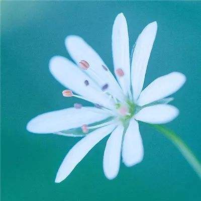 领主守望手游